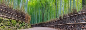 京都　竹林のイメージ
