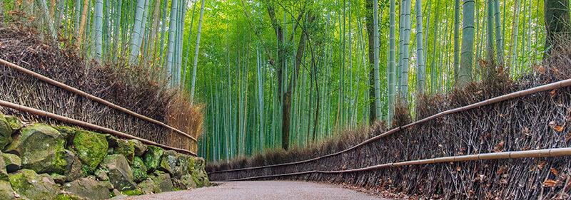 京都　竹林のイメージ