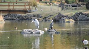 鷺(さぎ)と鵜(う)イメージ
