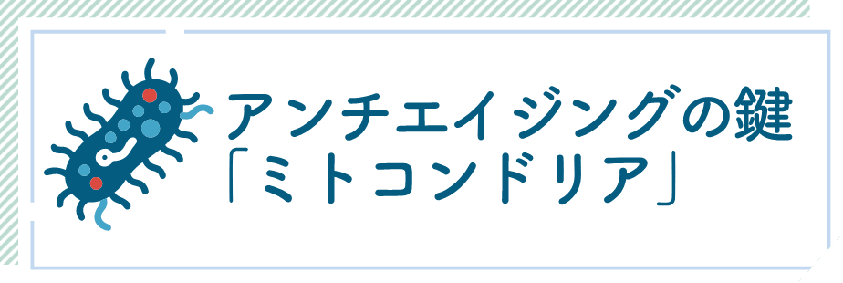 アンチエイジングの鍵「ミトコンドリア」
