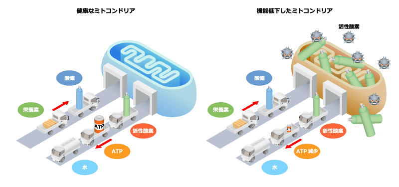 健康なミトコンドリアと機能低下したミトコンドリアの説明イメージ