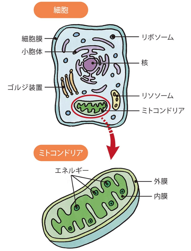 ミトコンドリアって何=の説明イメージ